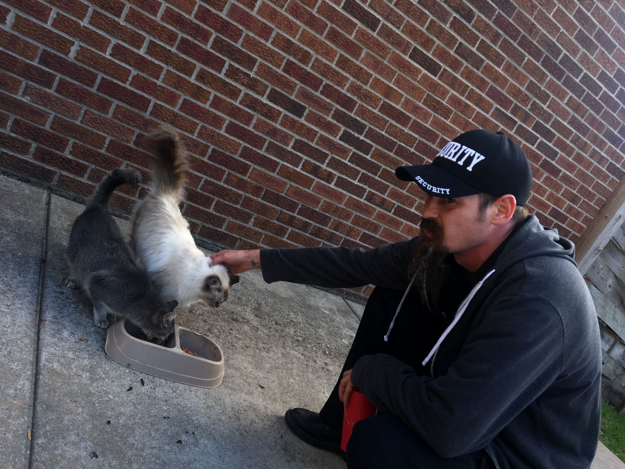 Security guard or cat guru: always trailed by cats