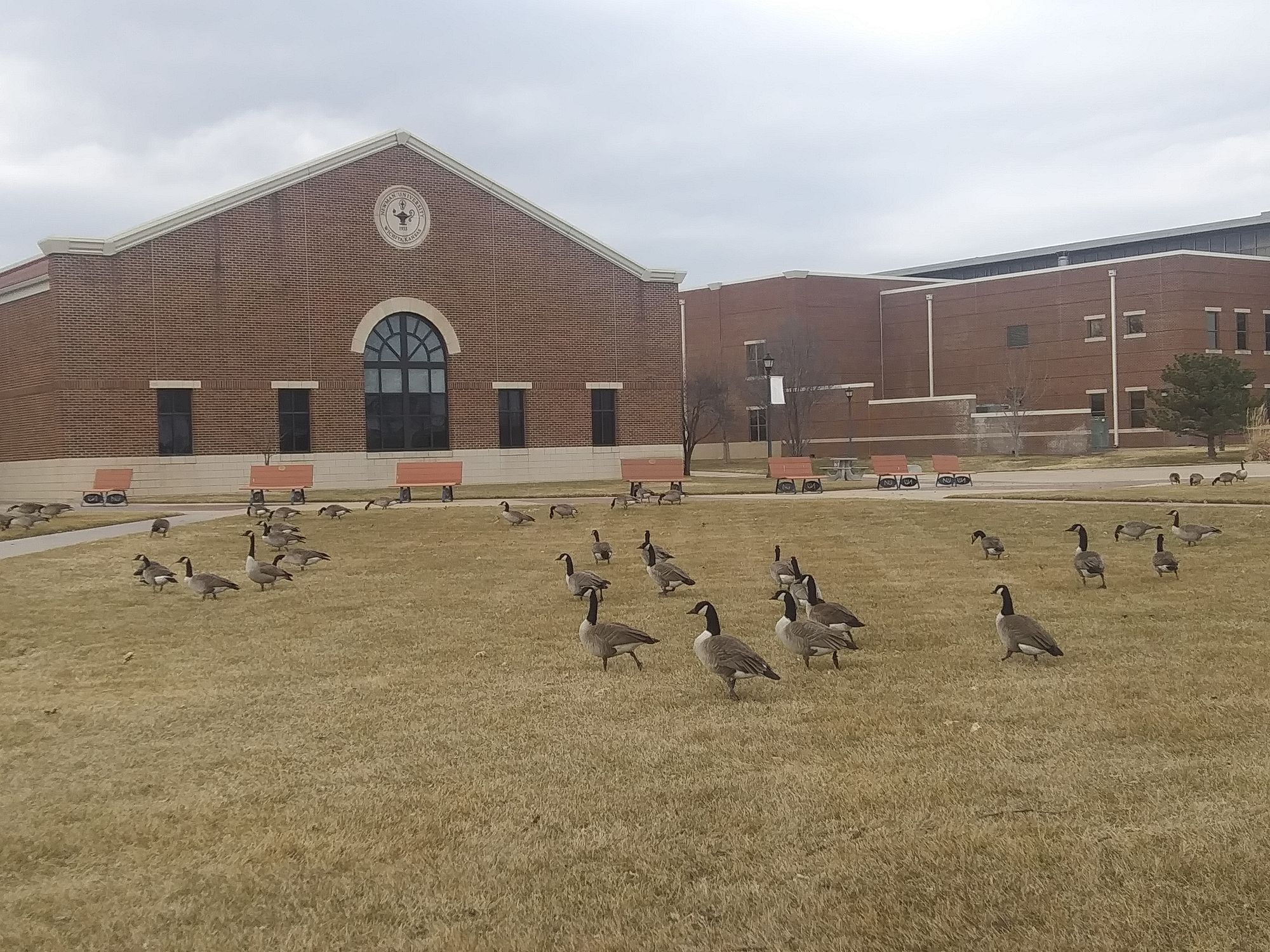 Geese’s presence wanted despite unwanted presents