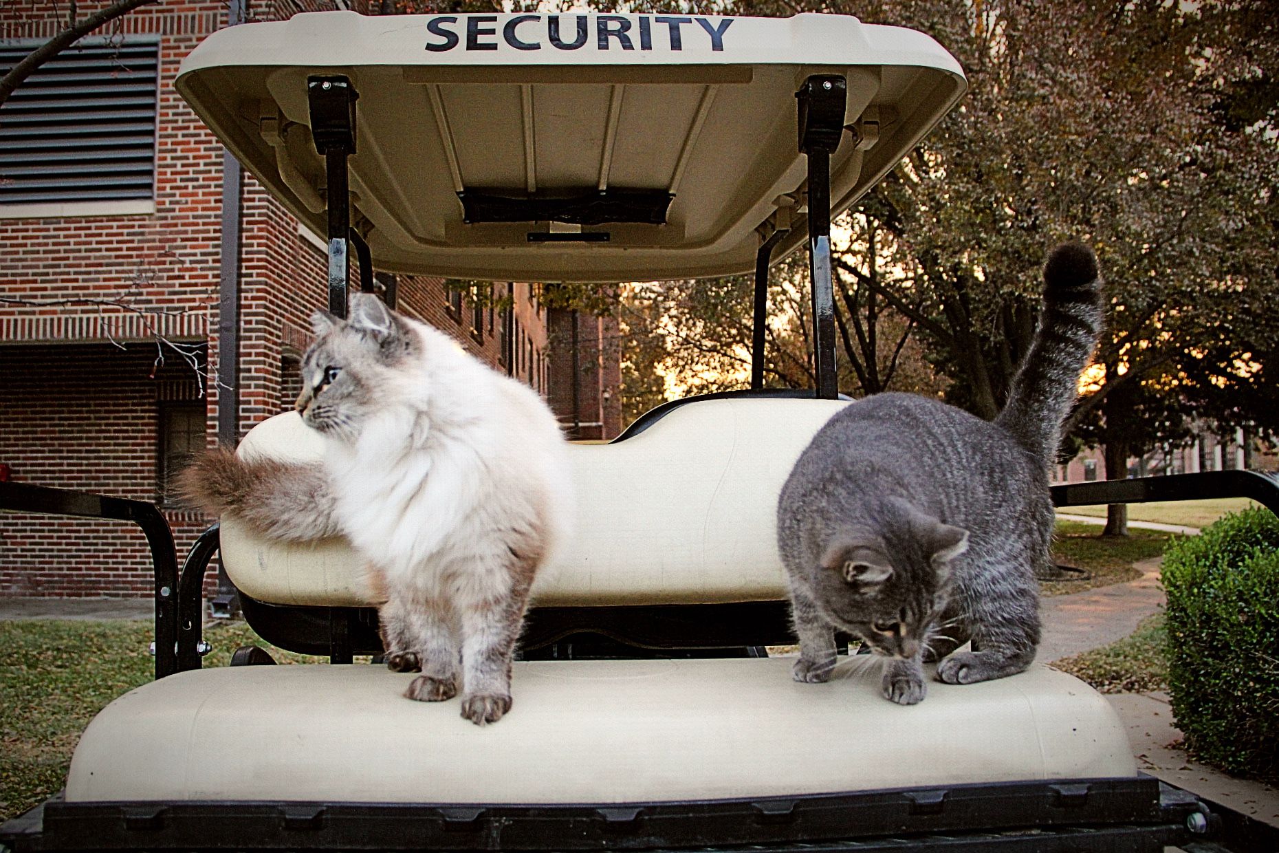 Response to Ty-Rade: Our campus cats are a part of Newman